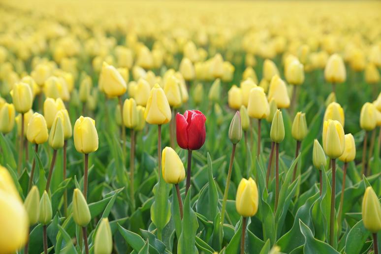 Mock-up van een rode tulp tussen allemaal gele tulpen om de copywriting tips over USP's beter uit te leggen.