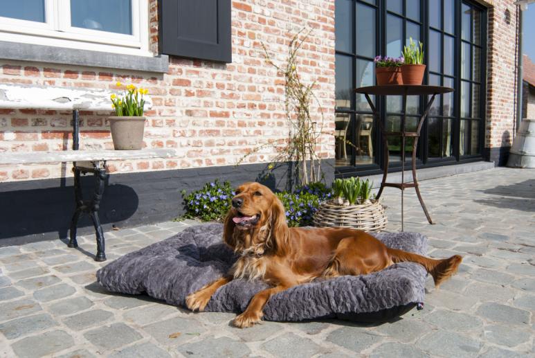 Pet Solutions