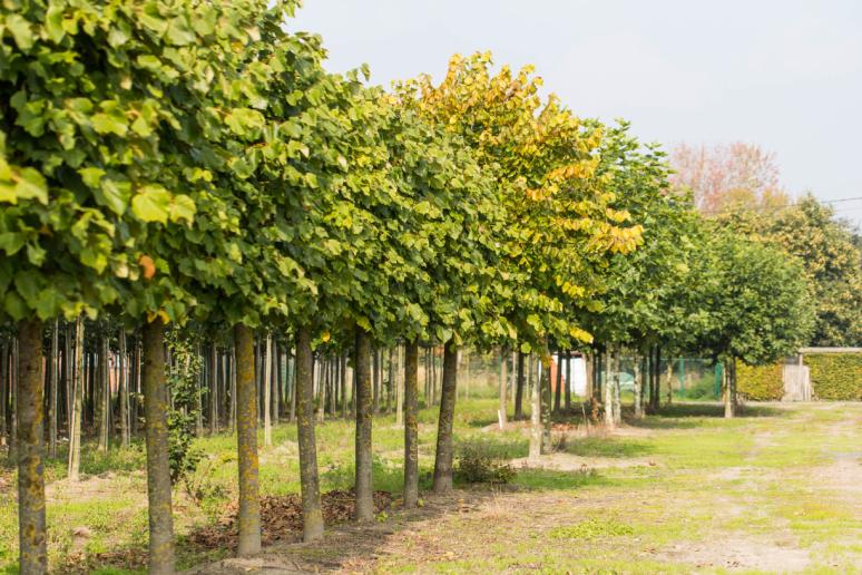 Plantencentrum Van der Auwera